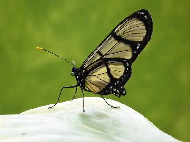 Rippi Becher (transparent)